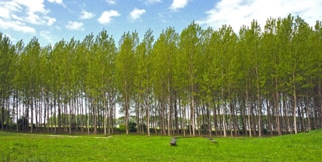 شرایط اجرای کاشت ۱۶ میلیون درخت در خراسان شمالی در دست آماده‌سازی است,